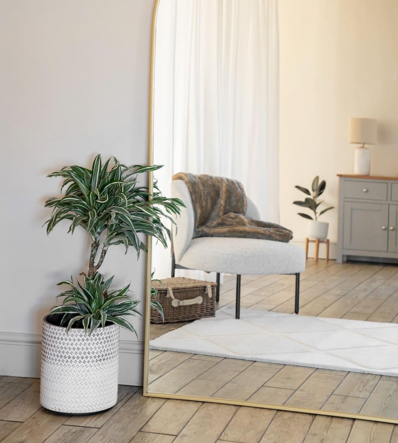 Dracaena plant in a white woven basket planter.