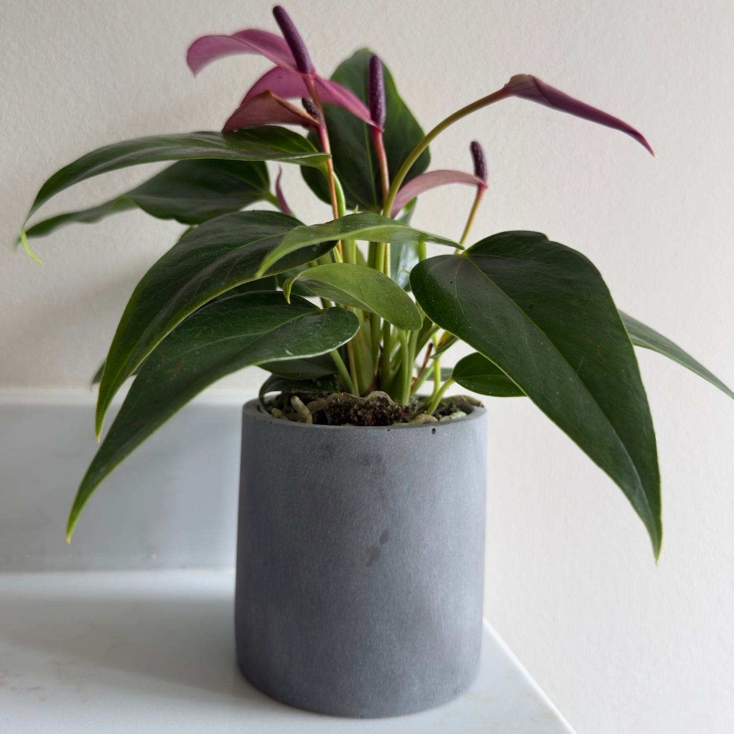 Aurello | Brushed Grey Stone Resin Indoor Plant Pots (Set of 2)