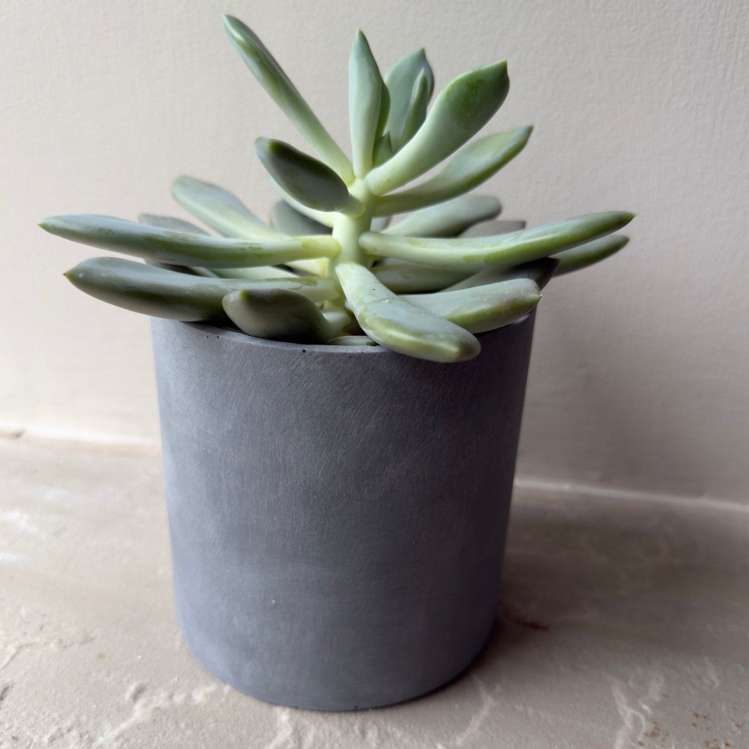 Aurello | Brushed Grey Stone Resin Indoor Plant Pots (Set of 2)