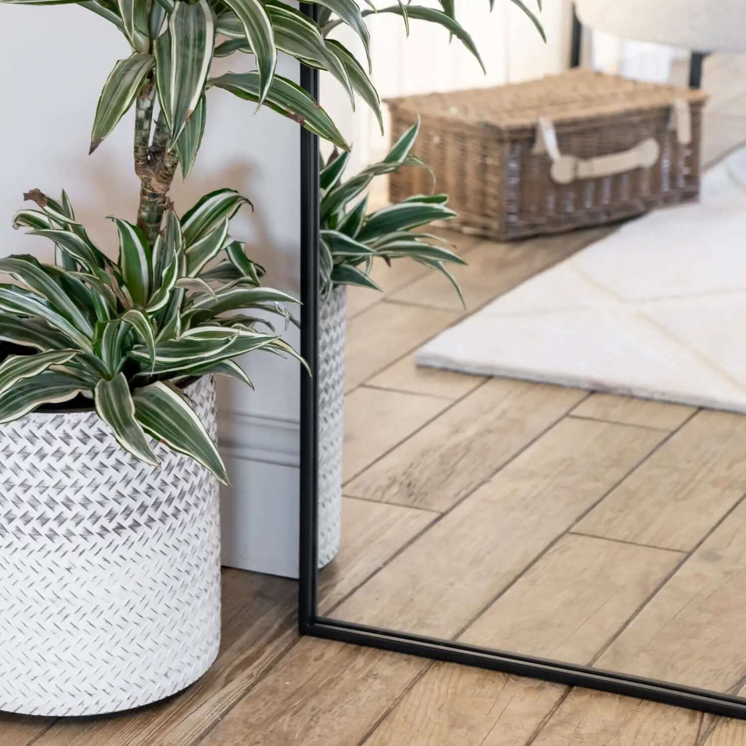 Spider plant in a white woven basket planter.