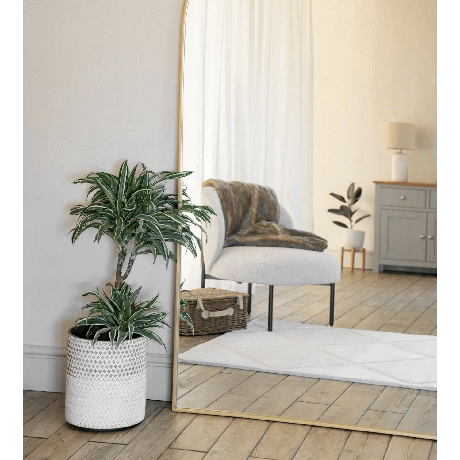 Dracaena plant in a white woven basket planter.