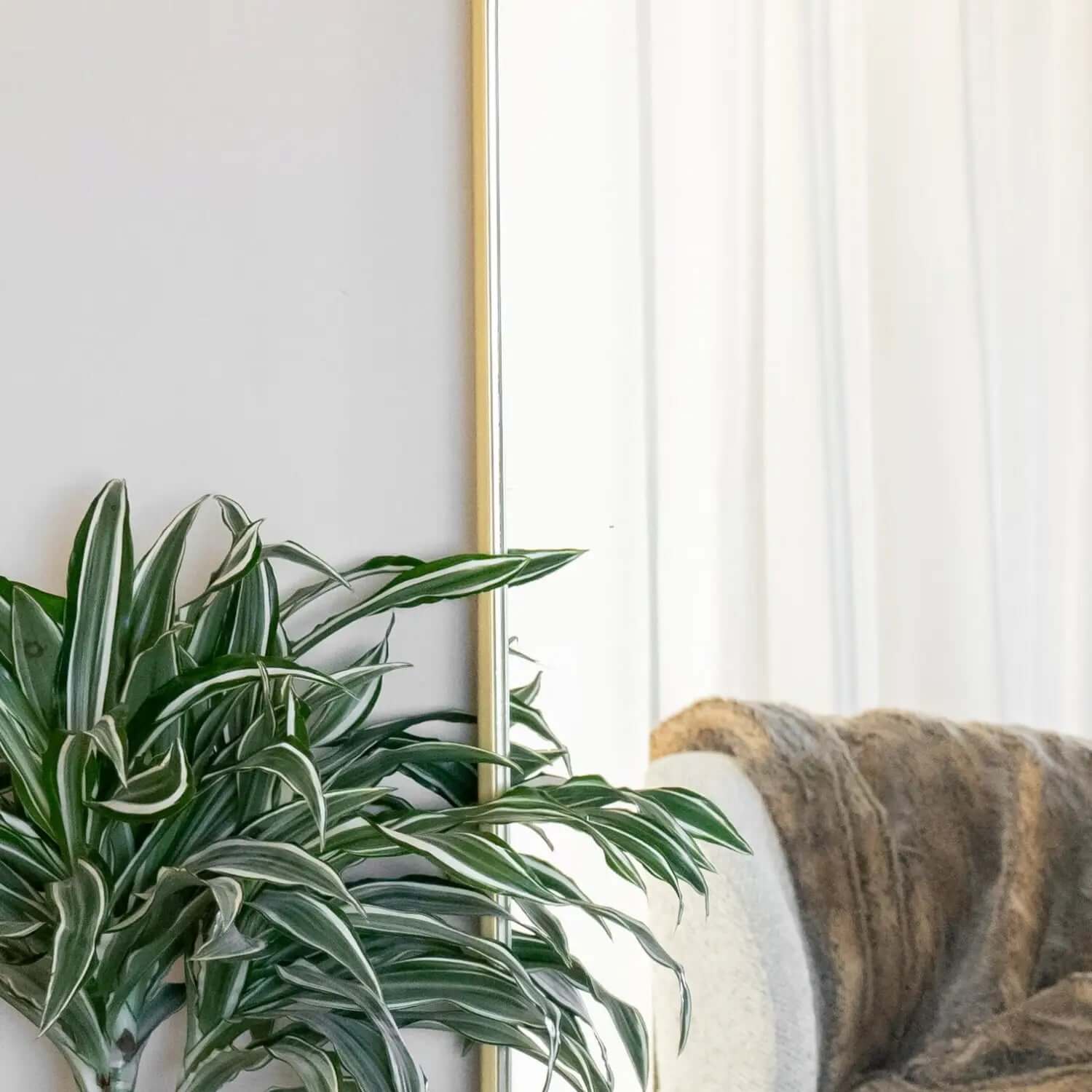 Dracaena plant with striped green and white leaves.