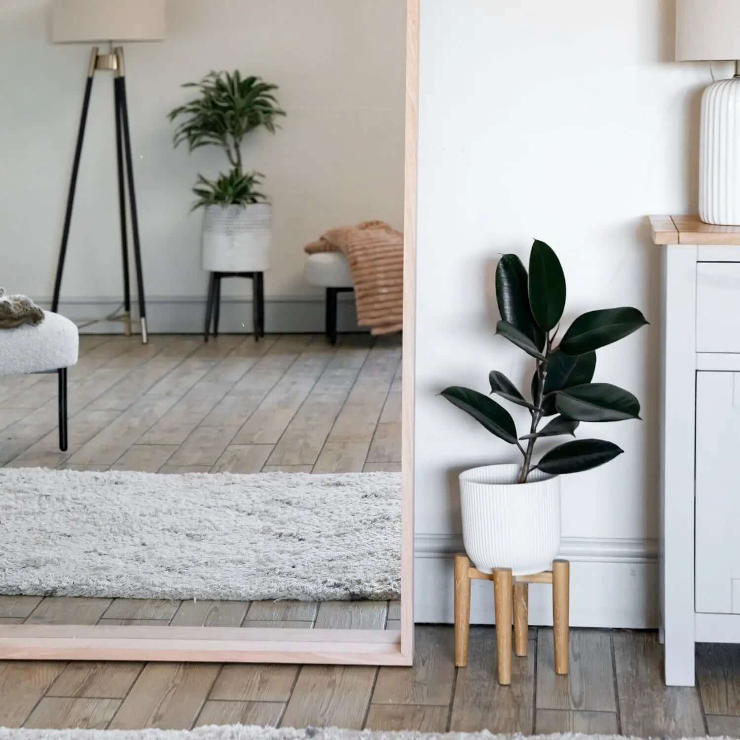 Rubber plant in a white pot on wooden plant stand.