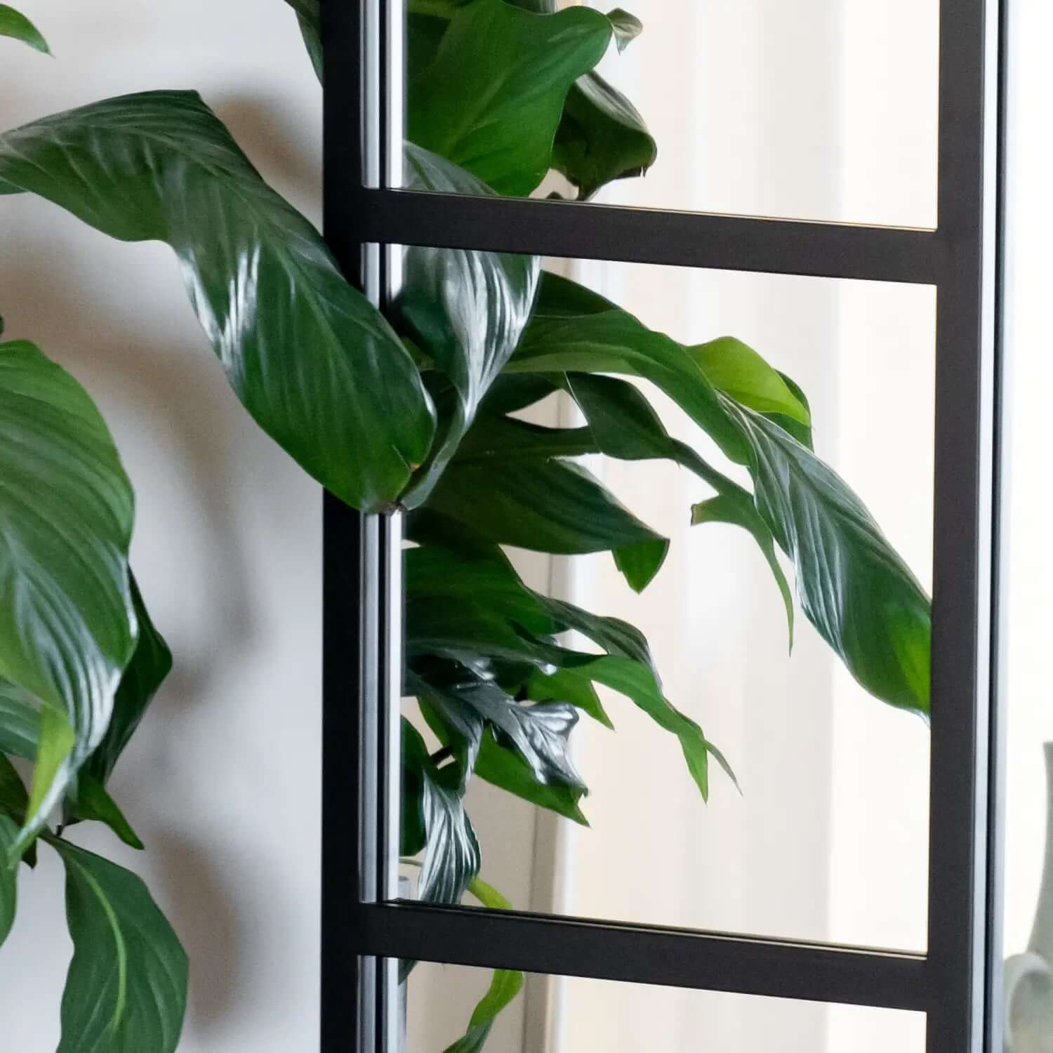 Peace lily plant with glossy green leaves.