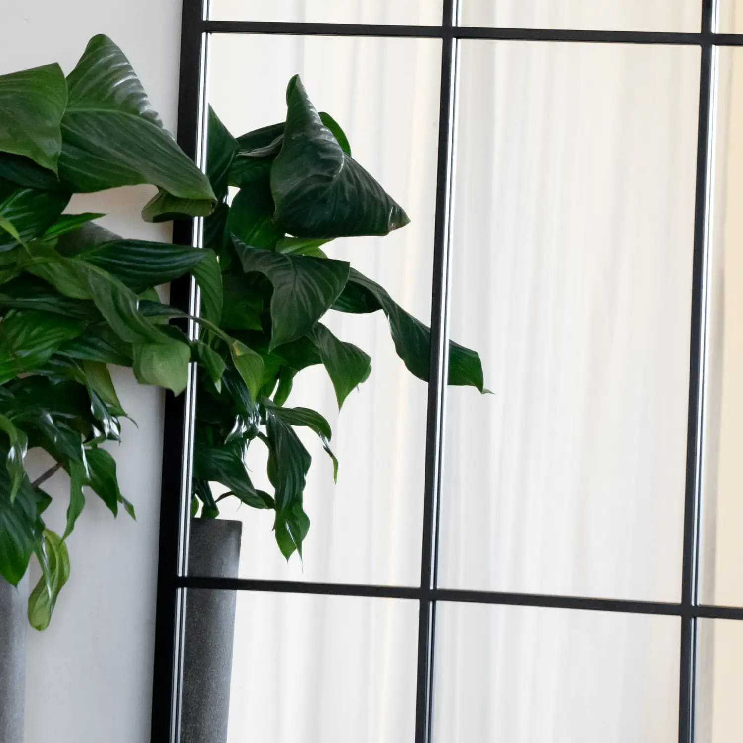Green leafy houseplant with broad tropical foliage.