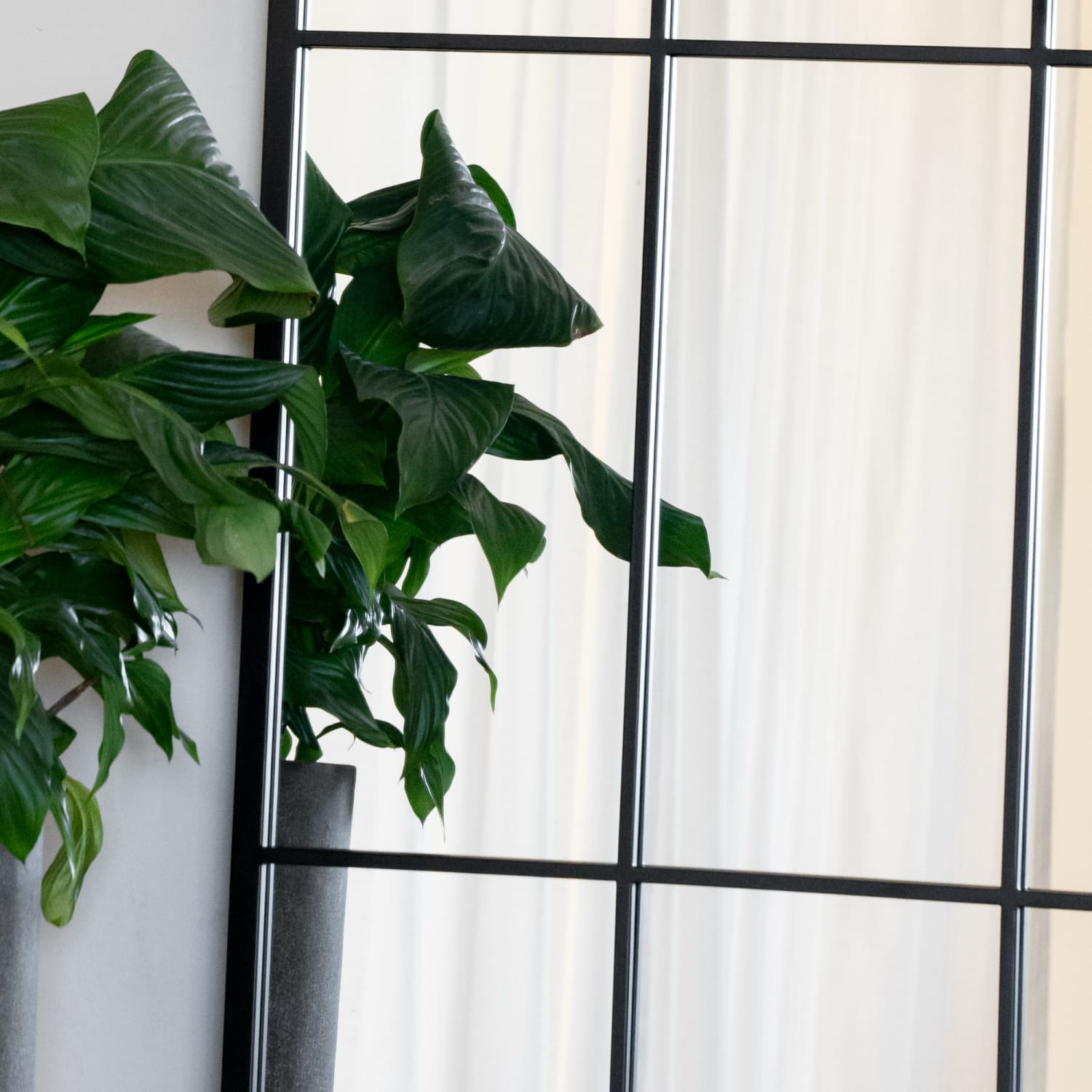 Green leafy houseplant with broad tropical foliage.